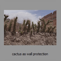 cactus as wall protection